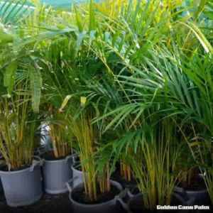 PALMS Golden Cane Kenita Bamboo Alexander Lady and OTHER GREAT PLANTS