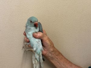 Indian Ringnecks - 2 only- hand reared - For Sale