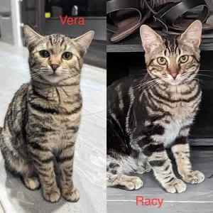 Racy & Vera - Perth Animal Rescue Inc vet work cat/kitten