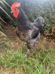 Pure Bred Australorp Black/Blue Rooster