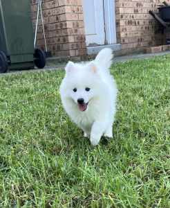 Pure bred Japanese Spitz Puppies for sale $1000