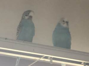 Two breeding pair of budgies with eggs