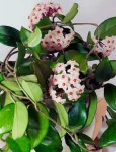 HOYA CARNOSA WAX-LARGE PLANT-PINK WHEN BLOOM-IN A LARGE POT