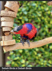 Baby Black cup Lory hand raised male