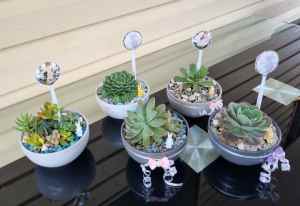 14cm SUCCULENT PLANTS in Glazed ceramic pots