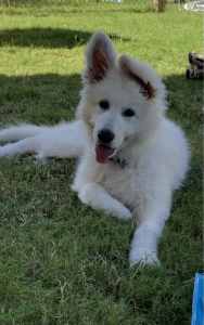 Last Girl available ! ANKC White Swiss Shepherd Puppies
