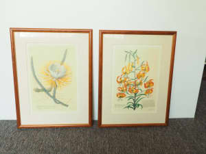 Two Lovely Floral Prints by G. D. Ehret