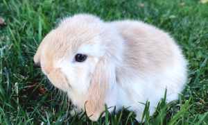 Pure Mini Lop Baby Rabbits