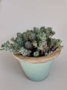 Sedum succulent in a terracotta pot