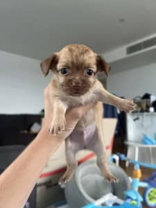 Tiny Purebred Chihuahua Puppies ⭐️