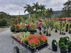 HUGE RANGE OF PLANTS - Contactless Pickup or Freight Available Mudgeeraba Gold Coast South Preview