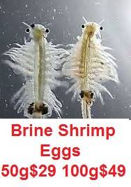 Artimia Shrimp Eggs Brine Cysts 95% Hatch Rate Live fish food culture