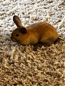 Beautiful bunny for sale