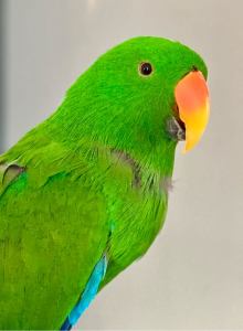 Hand Raised Male Eclectus Parrot