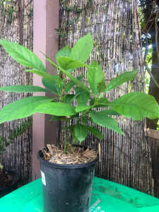 Healthy Avocado Tree for Indoors or outside