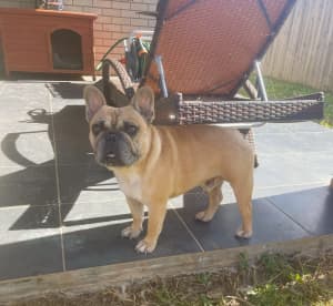 French bull dog looking for forever home