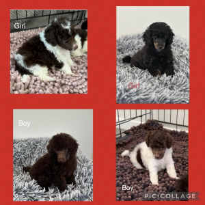 Toy Poodle Puppies - DNA Health Tested CLEAR by Parentage