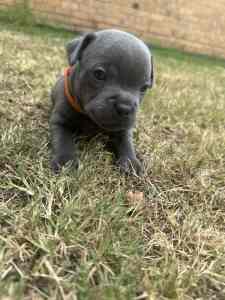 English staffy puppies Staffies puppy blue pure breed sta