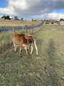 Dairy Cows For Sale
