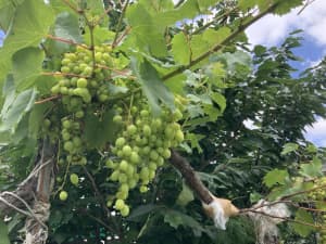 Middle eastern origin organically grown grape vine