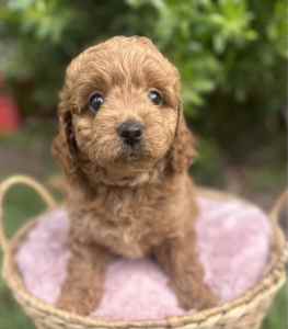 Toy Cavoodle Girl 🐶 🌟 Ready next week 🏡 