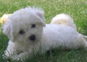 Bichon Frise Pure Bred Puppies available