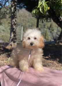 Female Cavoodle Puppy - Non-shedding & DNA Tested