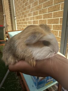 Guinea Pigs for Sale! Western Suburbs VIC, Varying Ages and Colours!