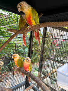 Pineapple conure pair and spare juveniles