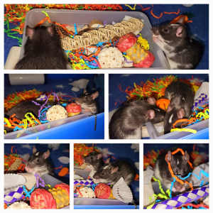 EASTER RATTY FUN PACKS FOR PET RATS AND MICE