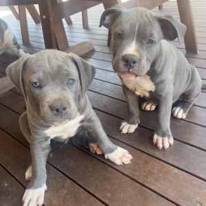 Blue American Staffy Puppies