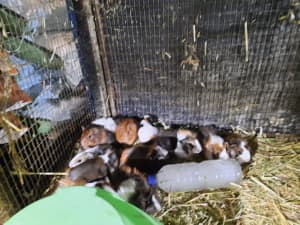 Baby Guinea Pigs lots of Colours