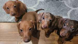 $2,000 Purebred miniature dachshund puppies