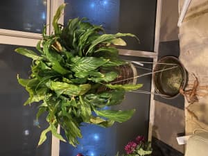 Pot plants with stands