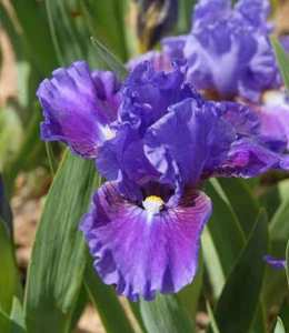 Iris plant in 25 cm pot