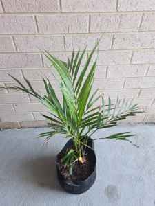 Golden cane palm indoor/outdoor
