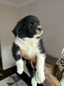 Purebred Border Collie Puppies 8 weeks old