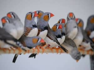 Zebra finches male and females available 