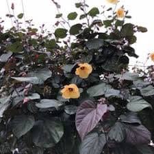 Wanted: WANTED Tree Branches - Ficus, Hibiscus, Mulberry, Olive, Tagasaste