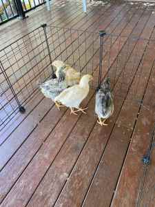 4 x 8 week old roosters- mixed breeds
