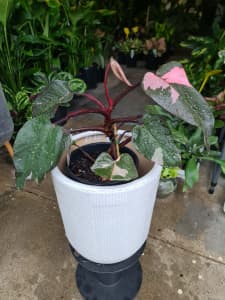 Philodendron Pink Princess / 40cm / 20cm pot / Adaptable