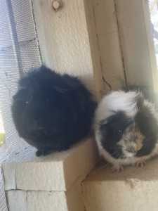 2 female guinea pigs for sale!!