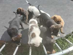 5 LEFT mastiff X wolfhound pup ready puppy puppies