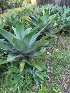 3 Dozen Foxtail Agave Plants