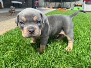 exotic American pocket bullies, Dogs & Puppies, Gumtree Australia  Playford Area - Smithfield