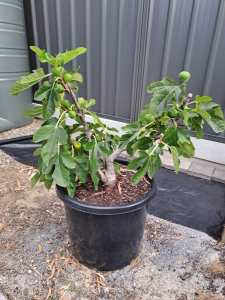Fig tree in pot.