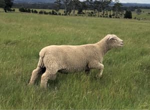 Sheep - Babydoll Ram