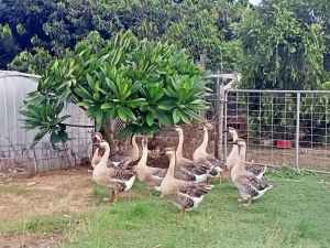 Selling Rare Brown Chinese Geese