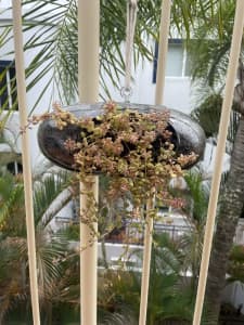 Hanging planter: pillow plant succulent