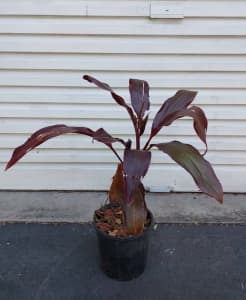 Cordyline rubra Palm lily shrub or potted indoor